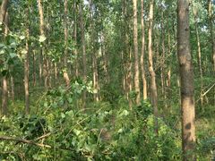 -合肥滨湖国家森林公园