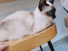 -Heymao猫咖.咖啡厅(东门店)