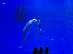 -芜湖新华联大白鲸海洋公园