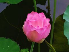 -荔湾湖公园