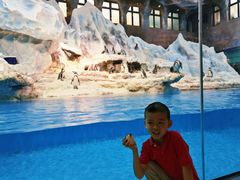 -帝企鹅自助餐厅•儿童岛•真企鹅(长隆企鹅酒店)