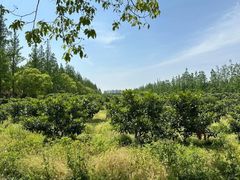 -上海长兴岛郊野公园