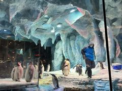 -帝企鹅自助餐厅•儿童岛•真企鹅(长隆企鹅酒店)