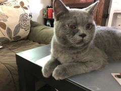 -芭比堂动物医院·犬猫全科·异宠专科(雁塔分院)