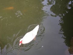 -观澜山水田园