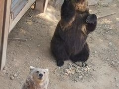 -石家庄市动物园