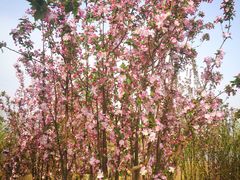 -永定河休闲森林公园