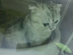 android_upload_pic-喵的天空名猫咖啡馆·撸猫·猫舍·用品