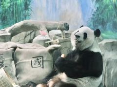 -灵玲国际马戏城