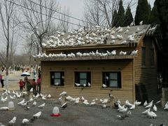 android_upload_pic-济南森林公园