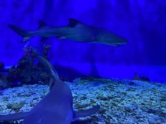 -太平洋海底世界