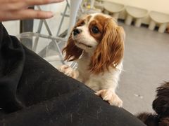 -有喵·猫咖·狗咖·40+猫狗有小奶狗(岗厦店)