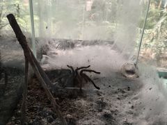 -上海大自然野生昆虫馆(东方明珠·爬宠昆虫探索中心)
