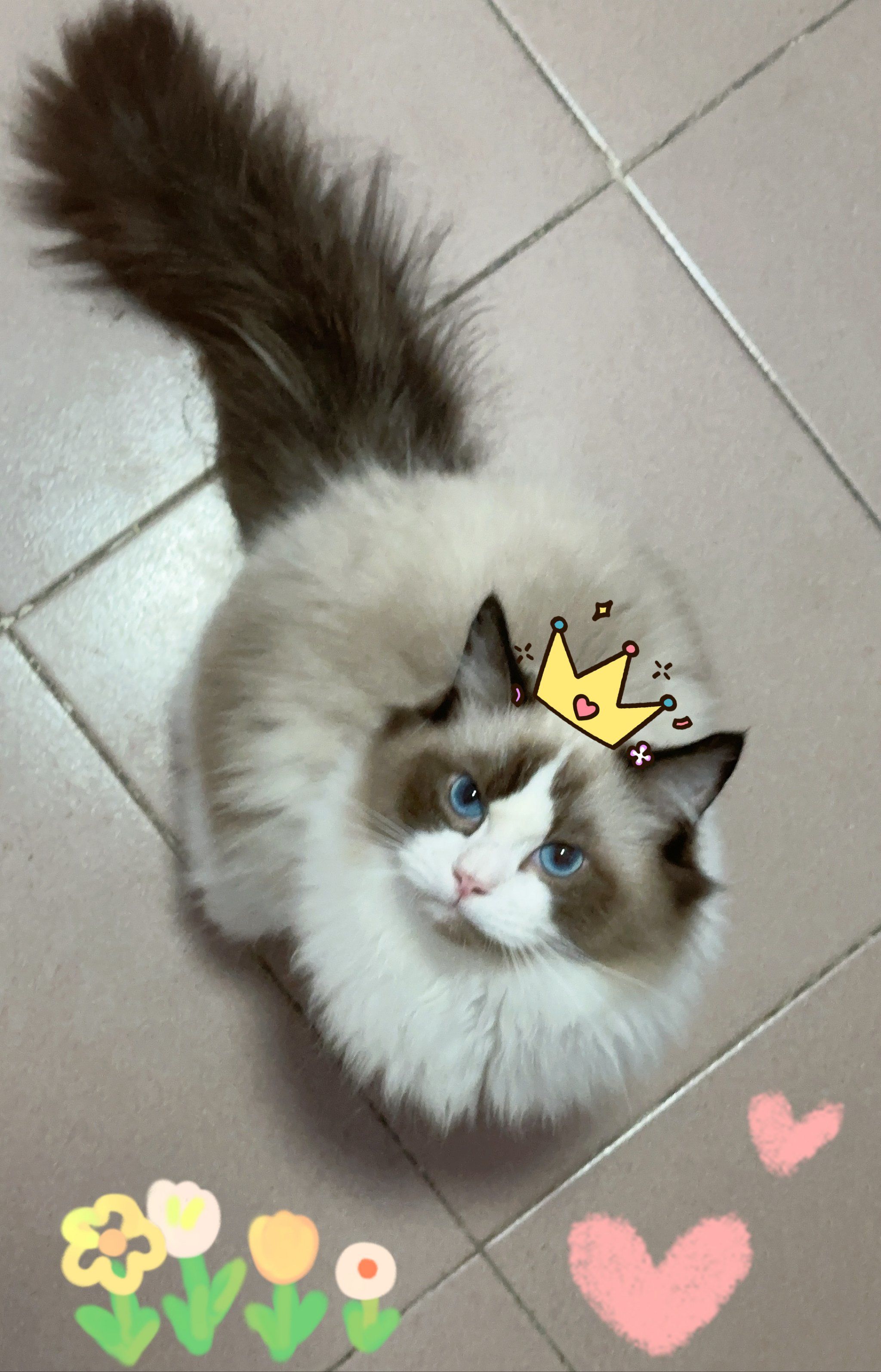 布偶猫贫血怎么办?