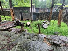 -都江堰中华大熊猫苑