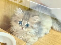 -青奢宠物·青奢猫舍