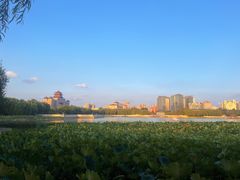 -莲花池公园