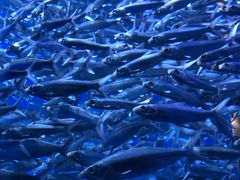 -成都浩海立方海洋公园