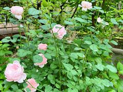 -谷咖啡·鲜花绿植花园餐厅