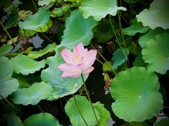 -荔湾湖公园