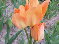 -北京师范大学邱季端体育馆