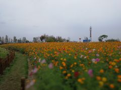 -荷兰花海