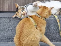 -Again Coffee Roaster(香蜜湖店)