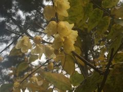 -西安化觉巷清真大寺