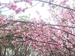 -天适樱花悠乐园