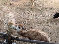 -泉州海丝野生动物世界