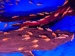 -华声天桥民俗文化园