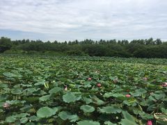 -大湾区中央湿地公园