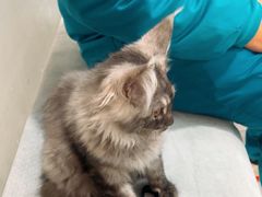 -中农国际动物医院24小时·猫科·骨科·急重症中心