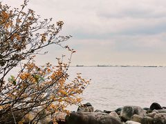 -上海吴淞炮台湾国家湿地公园