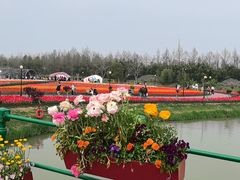 -荷兰花海