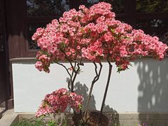 -拙政园