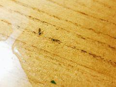 汤里的飞虫！！！-锅贴王小吃(南大街店)