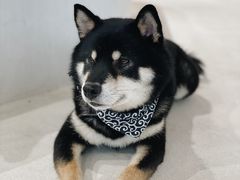 -柴务处·柴犬主题狗咖