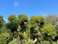 -墨尔本皇家植物园