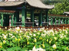 -莲花池公园