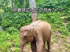 -野象谷景区