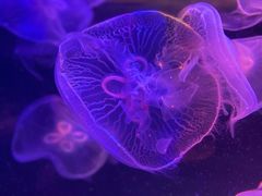 -欢乐海岸海洋奇梦馆