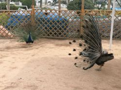 -萌宠亲子动物乐园(槐房万达店)