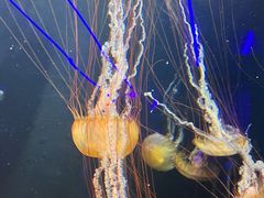 -新加坡海洋生态馆