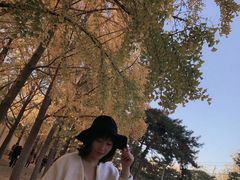 -三里屯东五街银杏大道
