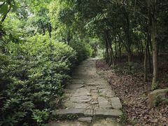 -铁山坪森林公园