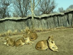 -北京野生动物园