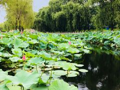 -南戴河国际娱乐中心