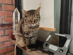 -豆逗聊愈猫阁Easy Life