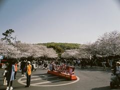 -武汉大学-樱园
